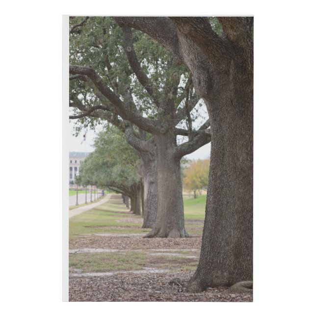 Texas A&M Trees Faux Canvas Print (Front)
