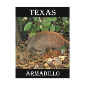 Texas Armadillo Postcard