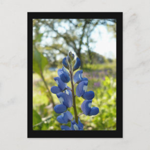 Texas Blue Bonnet Postcard