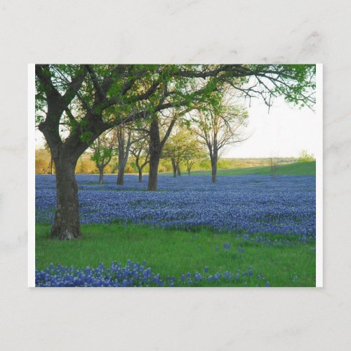 Texas Blue Bonnets Postcard