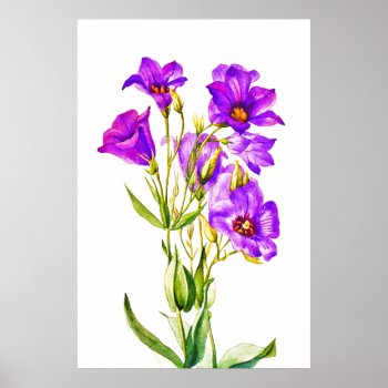 Texas Bluebells Eustoma Russellianum Poster by TerryBainPhoto at Zazzle