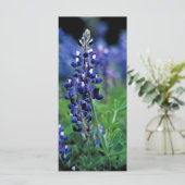 Texas Bluebonnet (Standing Front)