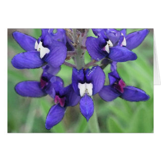 Texas Bluebonnet #1 Cards