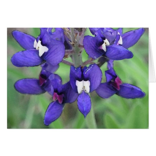 Texas Bluebonnet #1 Cards (Front Horizontal)