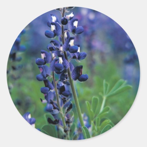 Texas Bluebonnet_2_Best Classic Round Sticker