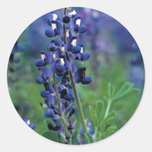 Texas Bluebonnet-2-Best Classic Round Sticker