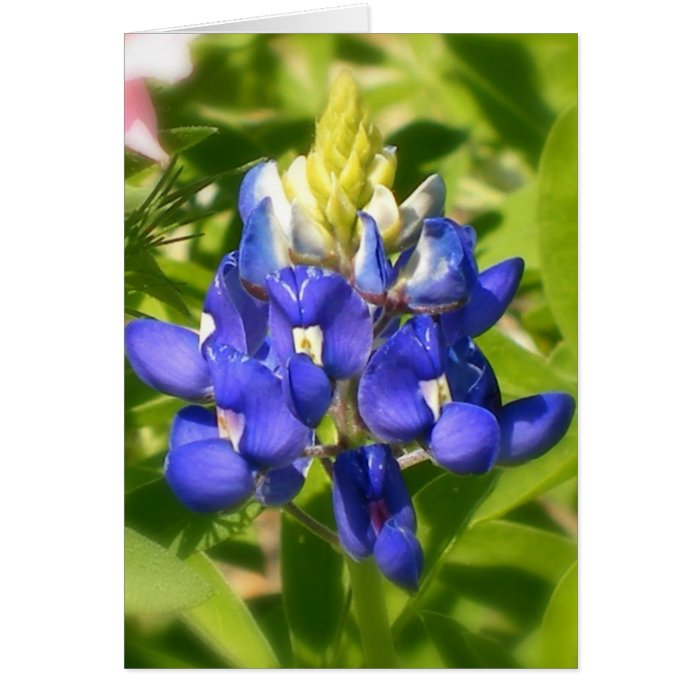 Texas Bluebonnet Card