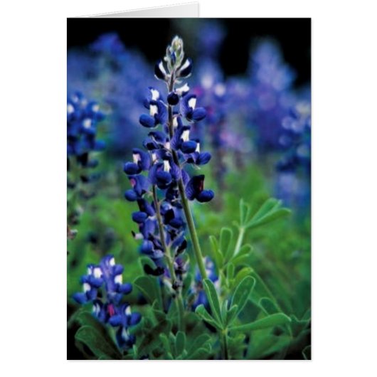 Texas Bluebonnet Cards (Front)