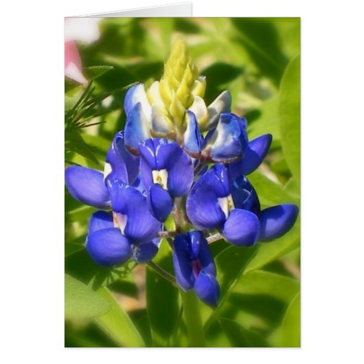 Texas Bluebonnet Cards (Front)