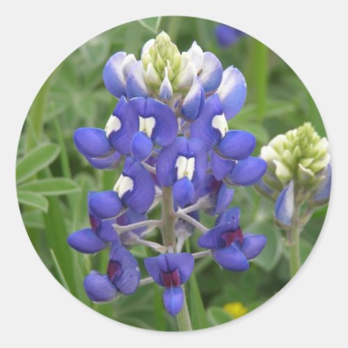 Texas Bluebonnet Classic Round Sticker