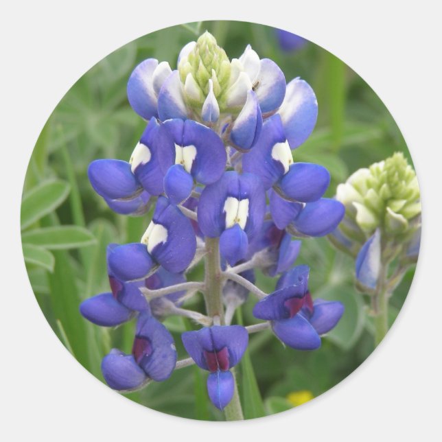 Texas Bluebonnet Classic Round Sticker (Front)