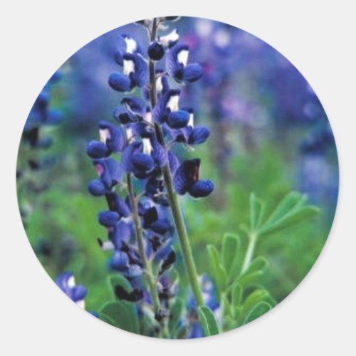 Texas Bluebonnet Classic Round Sticker