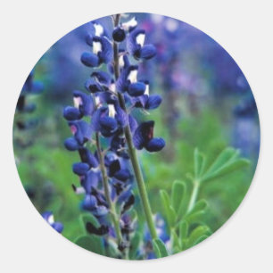 Texas Bluebonnet Classic Round Sticker
