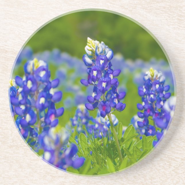 Texas Bluebonnet coaster (Front)