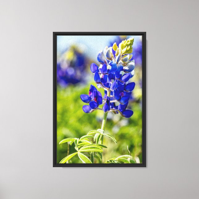 Texas Bluebonnet Flower Canvas Print (Front)