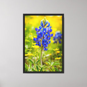 Texas Bluebonnet Flower with Yellow Canvas Print