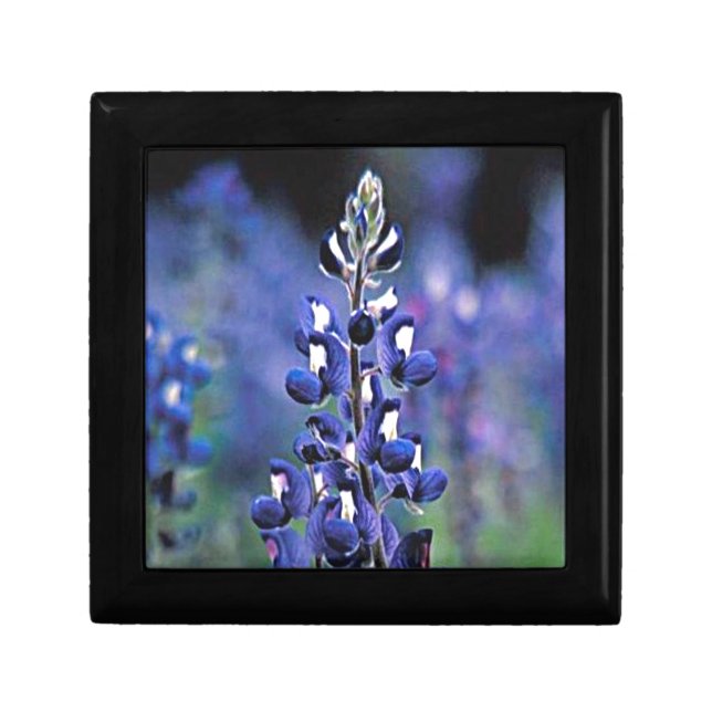 Texas Bluebonnet Gift Box (Front)