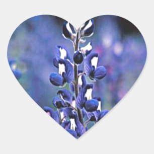Texas Bluebonnet Heart Sticker