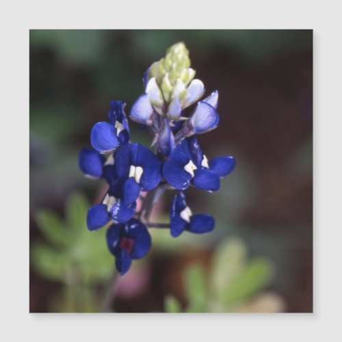 Texas Bluebonnet _ Lupinus texensis Magnet