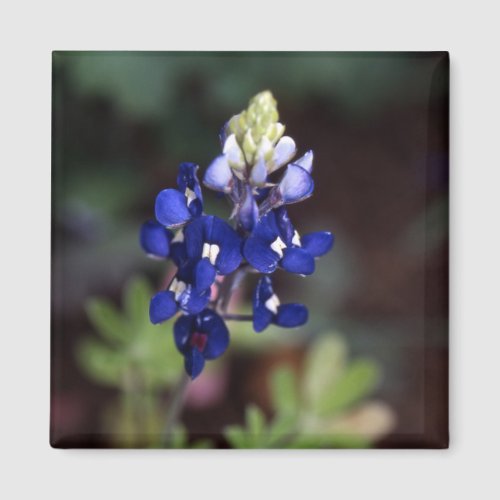 Texas Bluebonnet _ Lupinus texensis Magnet