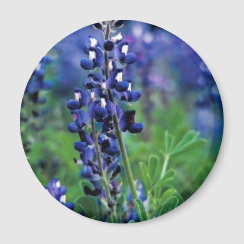 Texas Bluebonnet Magnet