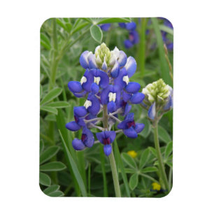 Texas Bluebonnet Magnet
