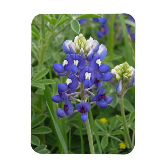 Texas Bluebonnet Magnet (Vertical)