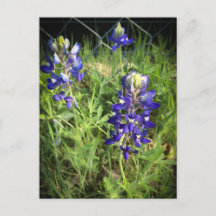 Texas Bluebonnet