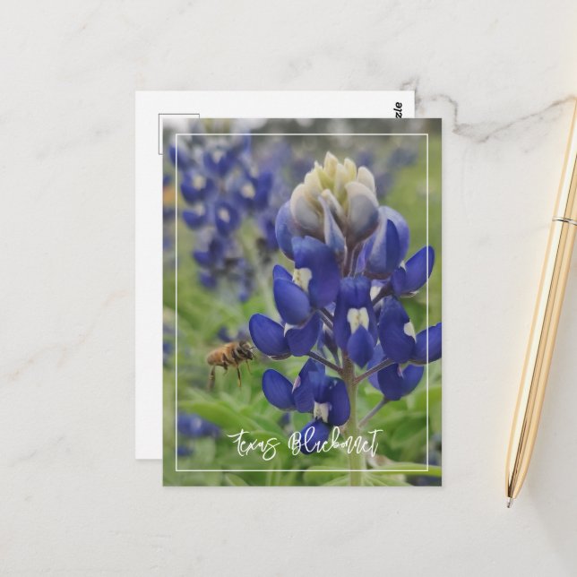 Texas Bluebonnet  Postcard (Front/Back In Situ)