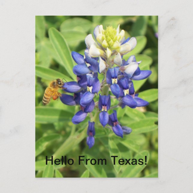 Texas Bluebonnet Postcard (Front)