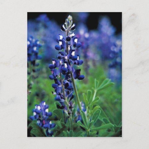 Texas Bluebonnet Postcard