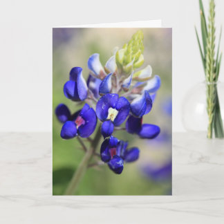 Texas Bluebonnet Poster Card