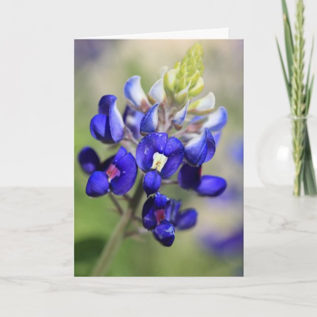 Texas Bluebonnet Poster Card (Front)
