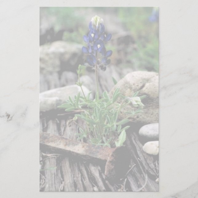 Texas Bluebonnet Stationery (Front)