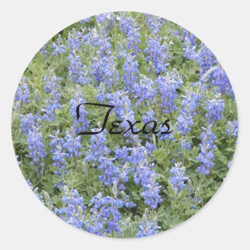 Texas bluebonnet sticker