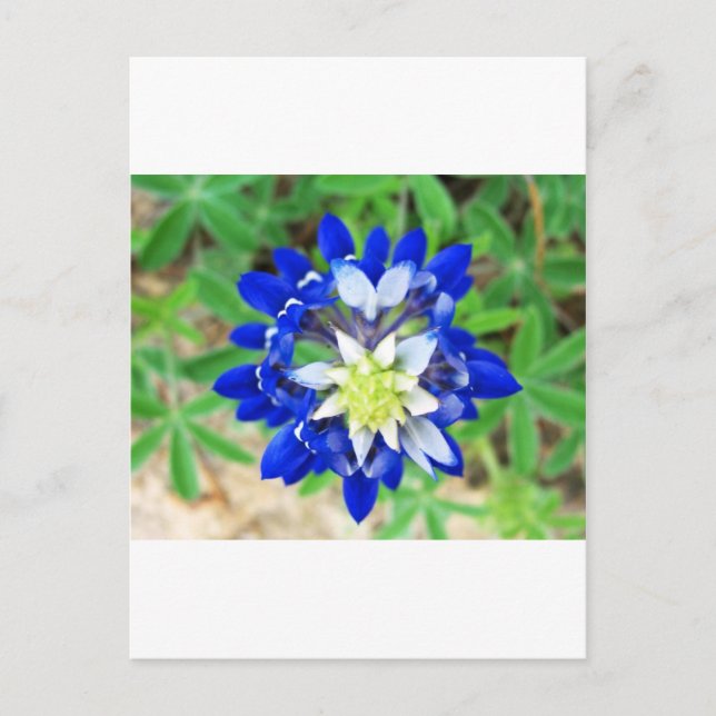 Texas Bluebonnet Top View Postcard (Front)