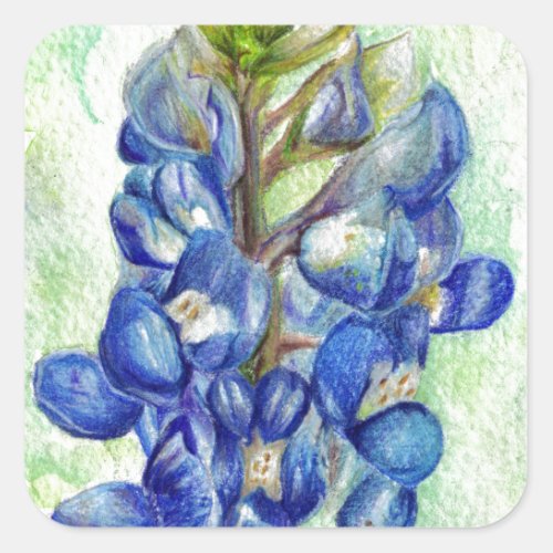 Texas Bluebonnet Wildflower Drawing Square Sticker