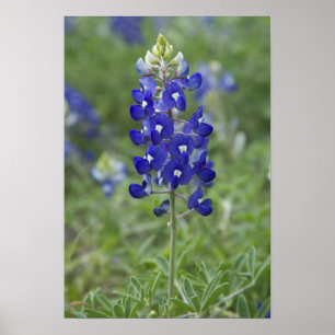Texas Bluebonnet Wildflower Photo Poster