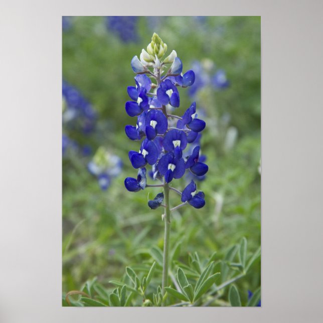 Texas Bluebonnet Wildflower Photo Poster (Front)