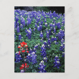 Texas Bluebonnets and Indian Paintbrush Postcard
