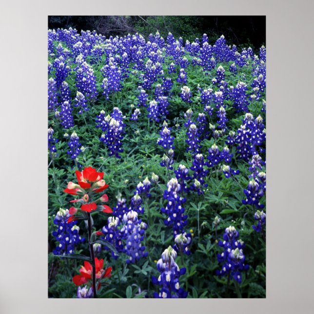 Texas Bluebonnets and Indian Paintbrush Poster (Front)