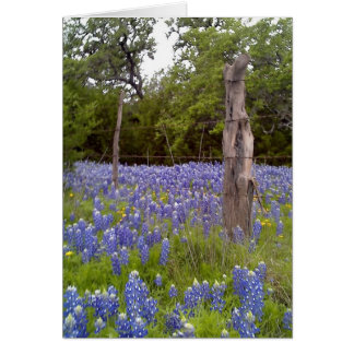 Texas Bluebonnets and Natural Wood Fence post Cards
