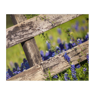 Texas Bluebonnets Around A Country Fence Acrylic Print