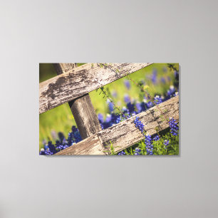 Texas Bluebonnets Around A Country Fence Canvas Print