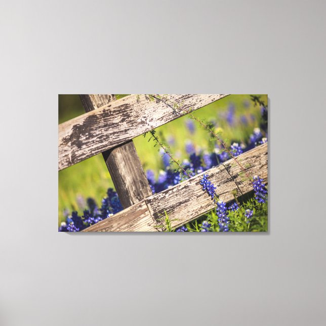 Texas Bluebonnets Around A Country Fence Canvas Print (Front)