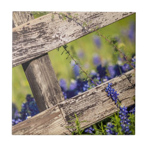 Texas Bluebonnets Around A Country Fence Ceramic Tile