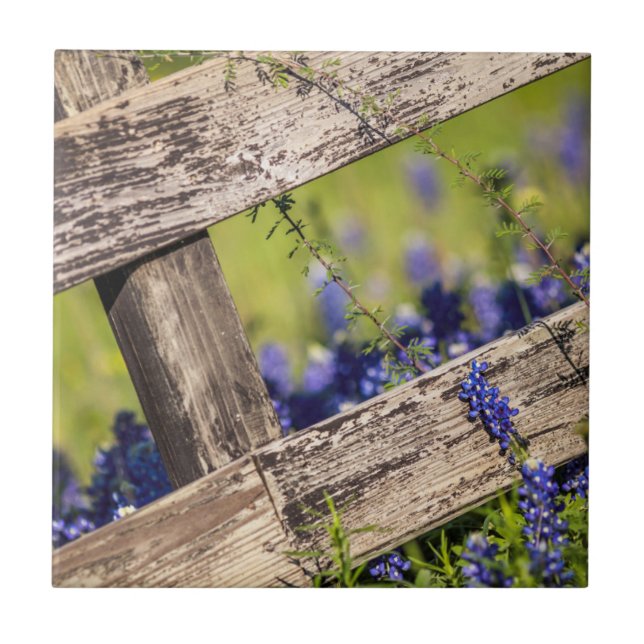 Texas Bluebonnets Around A Country Fence Ceramic Tile (Front)