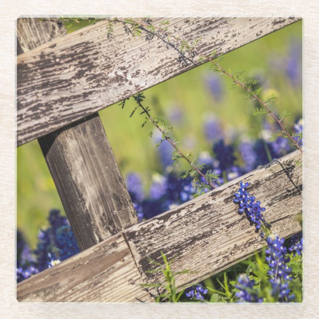 Texas Bluebonnets Around A Country Fence Glass Coaster (Front)