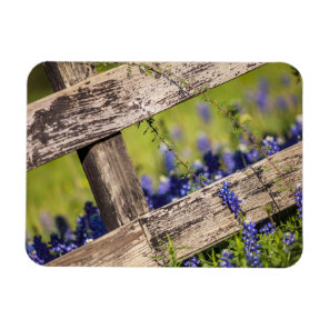 Texas Bluebonnets Around A Country Fence Magnet