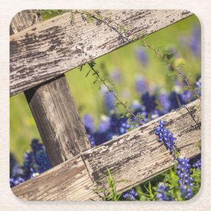 Texas Bluebonnets Around A Country Fence Square Paper Coaster